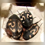 Шахматный таракан (Therea petiveriana). Взрослые.