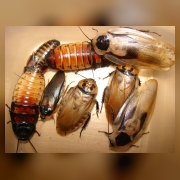 Мадагаскарский, шеститочечный, кубинский и аргентинский тараканы