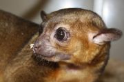 Кинкажу - загадочные южно-американские животные, ночные тайны которых открыл Даниэль Суворов